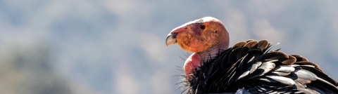 Close up of a California condor. Its pink featherless head contrasts with its black feathers.