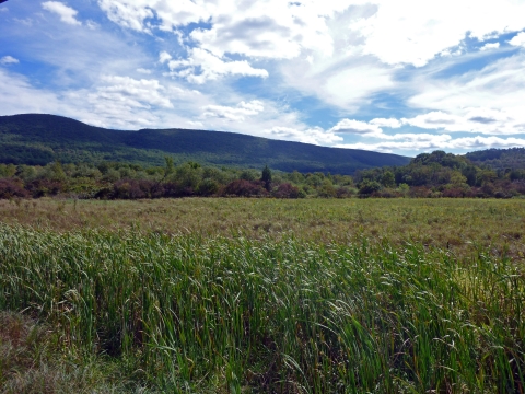 A field of tall waving grass is visible in the foreground. Behind that, near the horizon, trees begin to appear, and behind them green mountains. The sky is blue with spectacular white clouds. 
