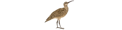 brown and tan bird with a long curved bill