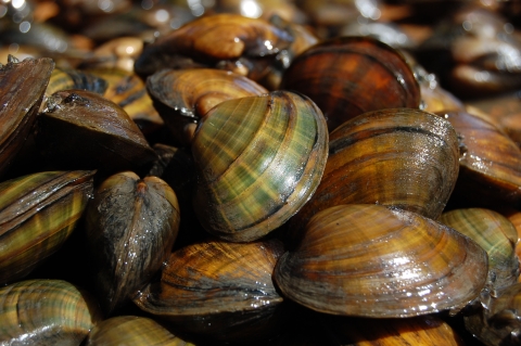 A pile of mussels. 