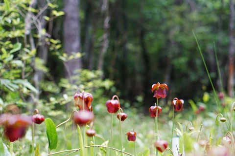 Mountain sweet pitcher plant patch in open bog area.
