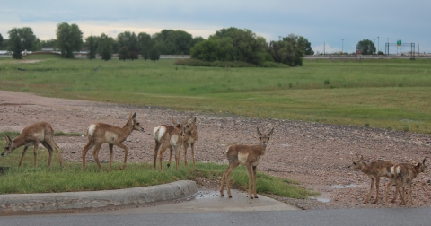 A group of pronghorn fawns in a field