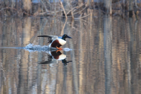 An image of a Northern Shoveler landing in a wetland.