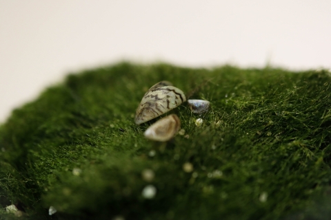 A small stripped mussel shell sits on a mossly green ball. 