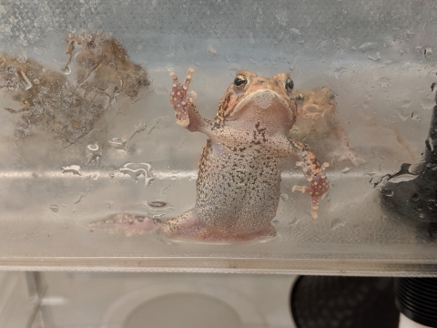 Houston Toad
