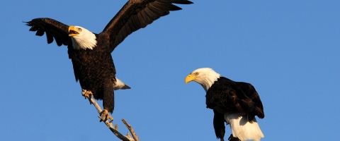 Bear Valley eagles in a tree