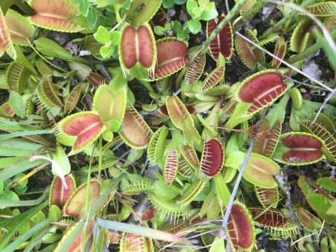 Top view of many Venus flytrap plants close to the ground. The leaves show a red inner-side and light green outside.