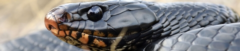 Closeup of an Indigo snake the longest snake native to the U.S.