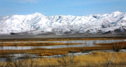 Still ponds in a marsh are covered with waterfowl. Brown marsh grasses and leafless trees are in the foreground. Snow covered mountains are immediately beyond the ponds. 