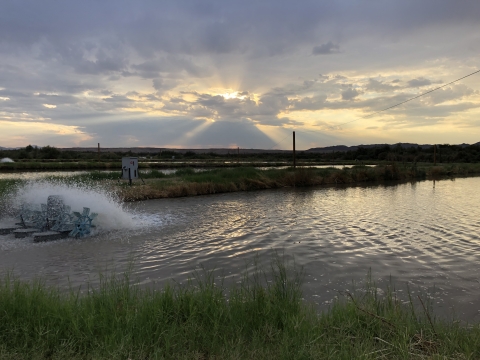 Achii Hanyo Native Fish Rearing Facility Pond