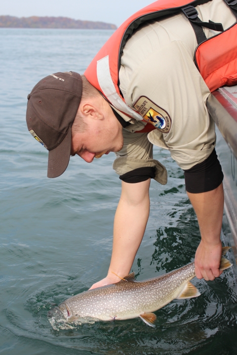 Biologist releasing tagged lake trout