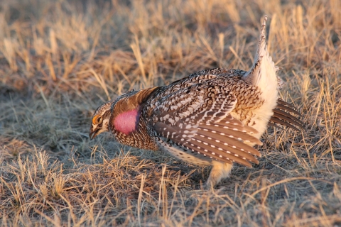 Sharp-tailed Grouse