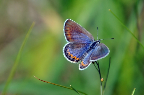 Small butterfly rests on flower stalk with wings open.
