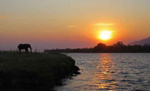 Silhouette of African savanna elephant facing river with sunset in background