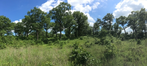 Oak Savanna