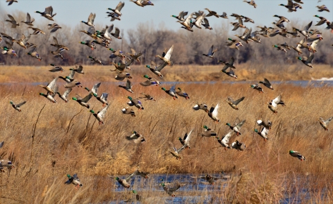 Group of mallards take flight over open wetland.