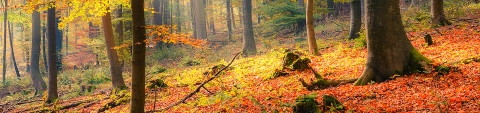 forest with fall leaves on ground