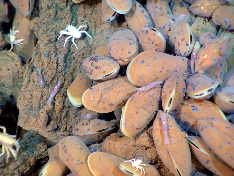 Mussels and grazers at Mariana Trench MNM