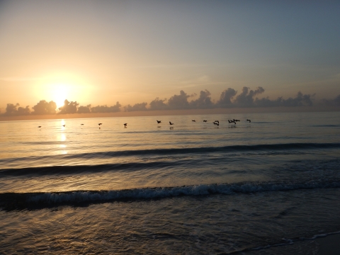 Sunrise over the ocean with birds on the horizon at NPR Hobe Sound NWR.