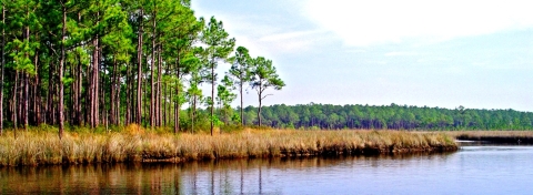 Vista of Bayou Heron, marsh grass and pine trees. 