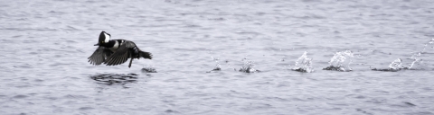 Male hooded merganser taking off of the water, with several splashes behind it.