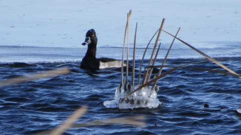 Ring-necked Duck, Wiley Waterfowl Production Area