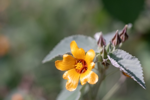 yellow-orange ilima flower