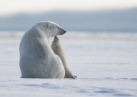 A polar bear adult and cub sit on ice.