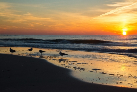 Sunrise with gulls at Bon Secour National Wildlife Refuge