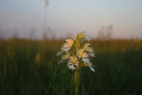 Western Prairie Fringed Orchid 
