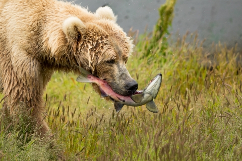 A profile of a brown bear with a salmon in her mouth