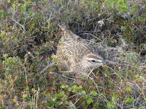 Nesting Whimbrel in a nest in Kanuti Refuge.