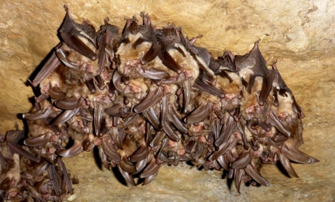 a group of bats hang from a cave ceiling