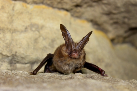 brown bat with large ears on a rocky surface