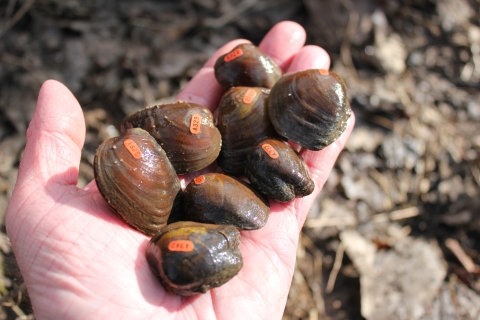 Purple Cat's Paw Pearly Mussels tagged for reintroduction
