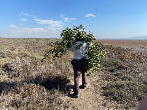 Park ranger carries a large shrub on their back while walking on a trail. 