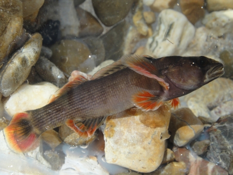 yellowcheek darter