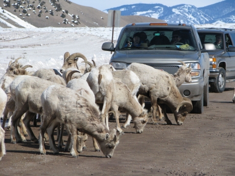 Bighorn sheep block cars on the road at National Elk Refuge in Wyoming.