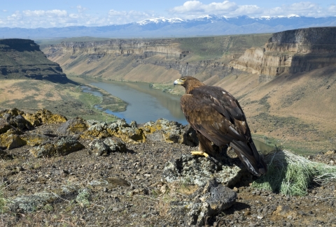 Golden eagle perched on rim of Snake River Gorge
