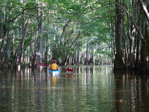 Kayaking on Crawford Lake at Waccamaw National Wildlife Refuge
