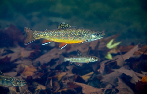 A brown fish with a yellow belly and pink and yellow spots swims in clear water. 