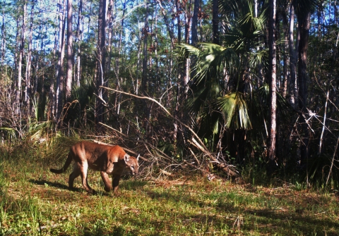Adult panther walking left over grass with dense vegetation in the background.