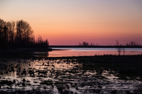 Sunrise over wetland with treeline silhouette in the distance.