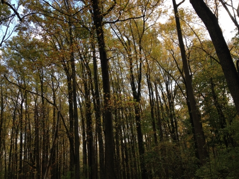 Trees in forest