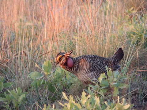 A male lesser prairie-chicken in the fading sunlight