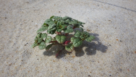 green fleshy plant growing in sand