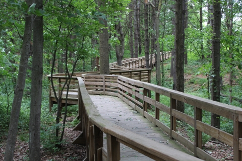 a raised, wooden platform trail snakes through a mature forest