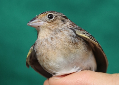 A small bird with black and brown wings and light-colored breast and beak held by a hand