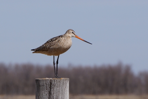 A brown and white marbled bird with long narrow dark legs and a slender beak that is orange half it's length, then turns a dark color