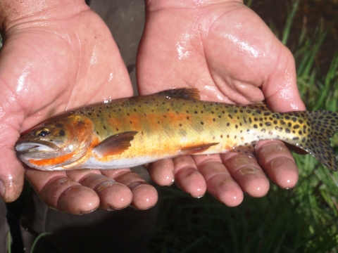 An orange and green trout with dark spots along its side and tail